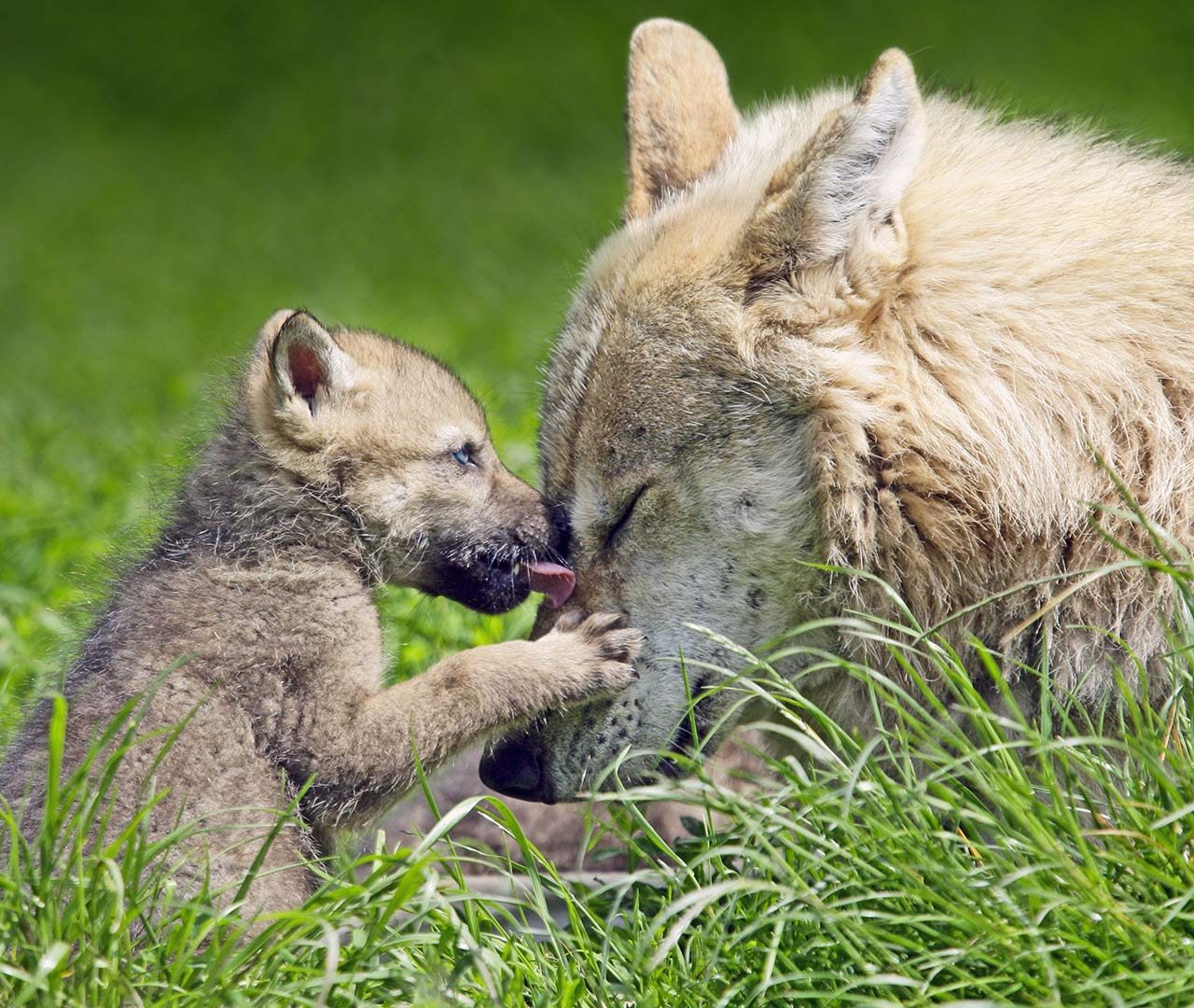 Потомство для зверя сигги. Волчица с волчатами. Детеныши животных. Трогательные животные. Волк с волчатами.