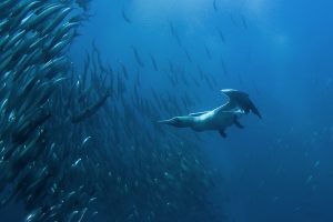 Cape Gannet Diving