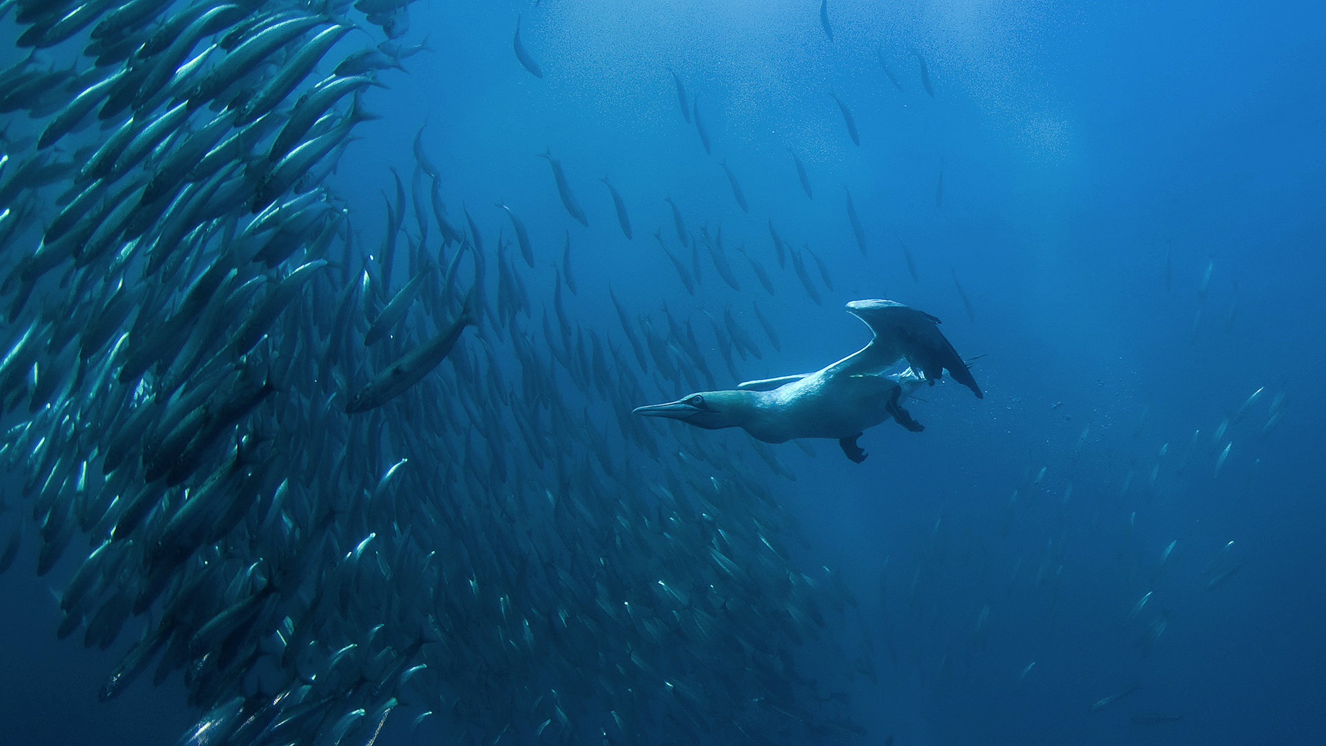 Cape Gannet Diving