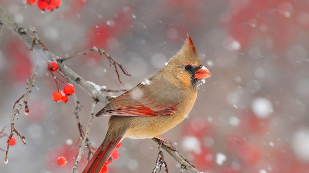 Cardinal Berries