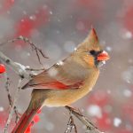 Cardinal Berries