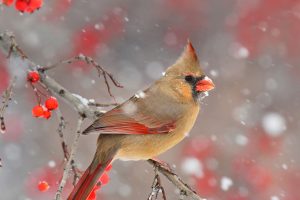 Cardinal Berries