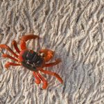 Christmas Island Crab