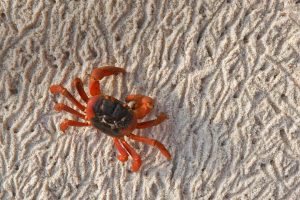 Christmas Island Crab