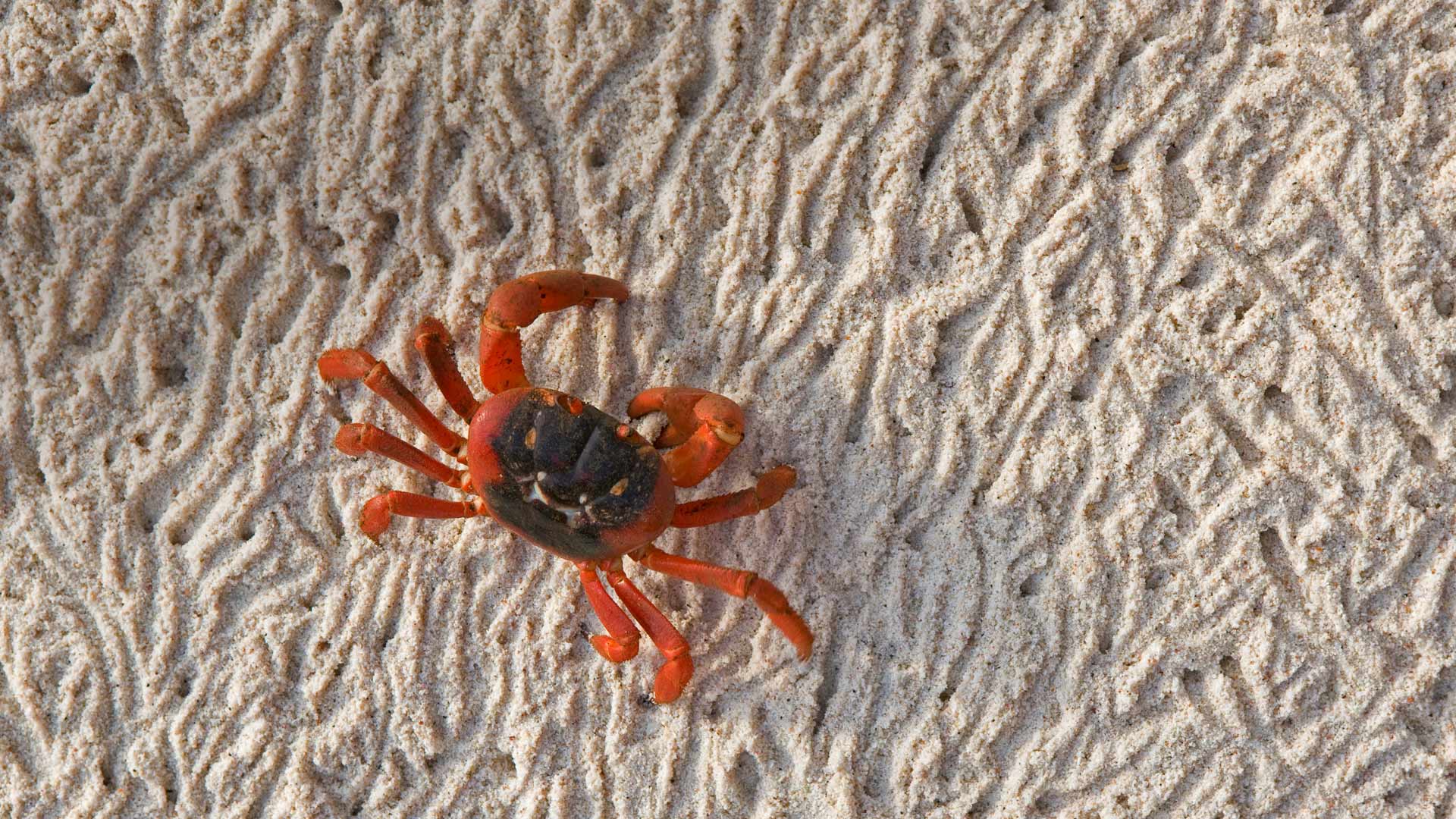 Christmas Island Crab