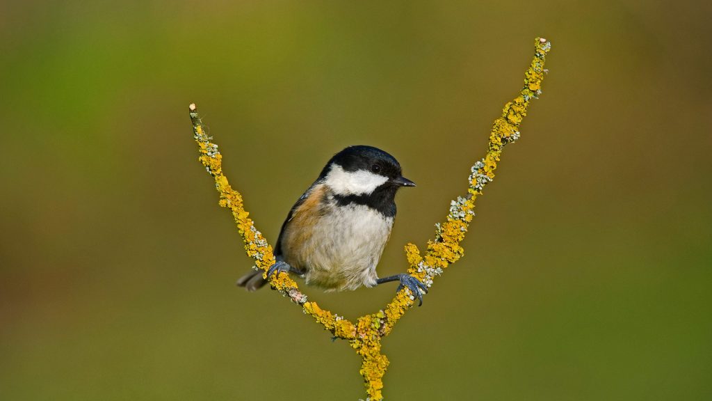 Coal Tit Video