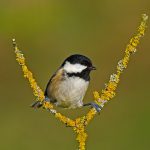 Coal Tit Video