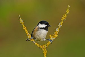 Coal Tit Video