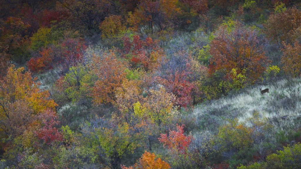 Deer Autumn France