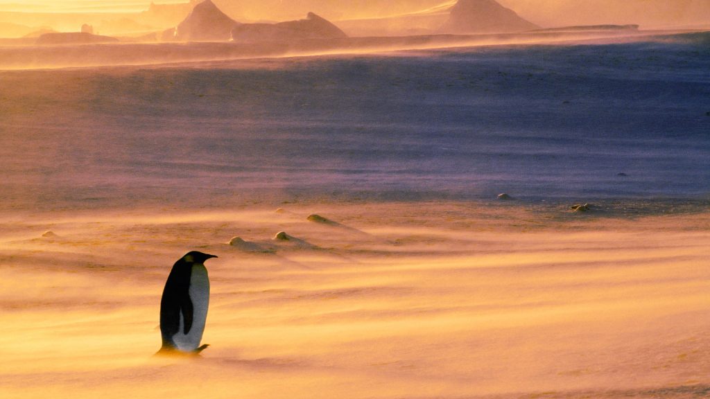 Emperor Penguin Snowstorm