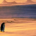 Emperor Penguin Snowstorm