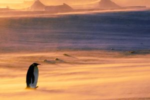 Emperor Penguin Snowstorm