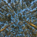 Eucalyptus Canopy