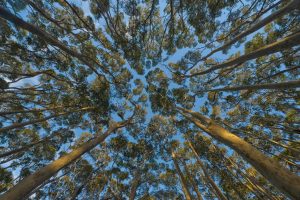 Eucalyptus Canopy