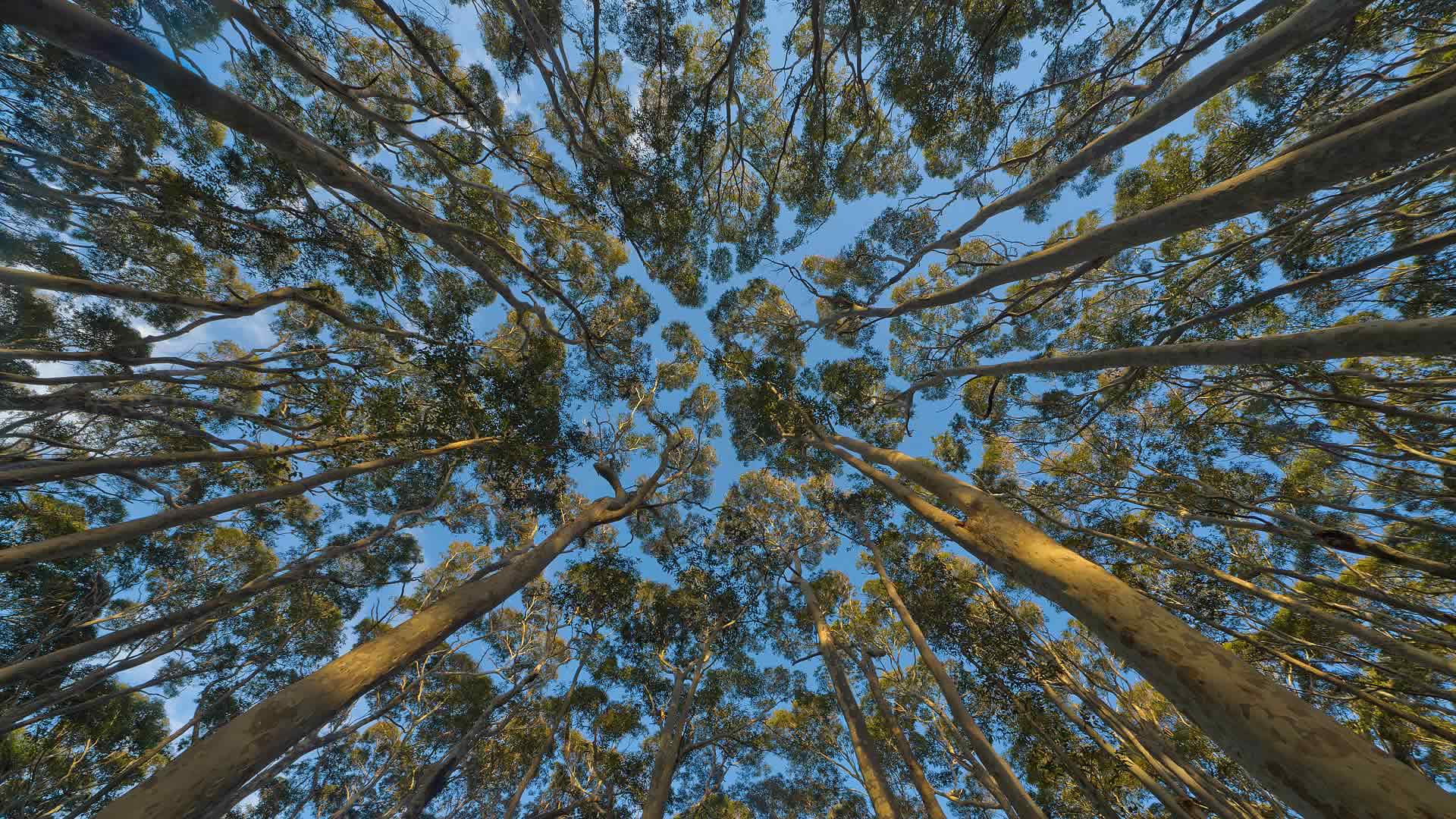 Eucalyptus Canopy