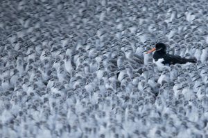 Eurasian Oystercatcher