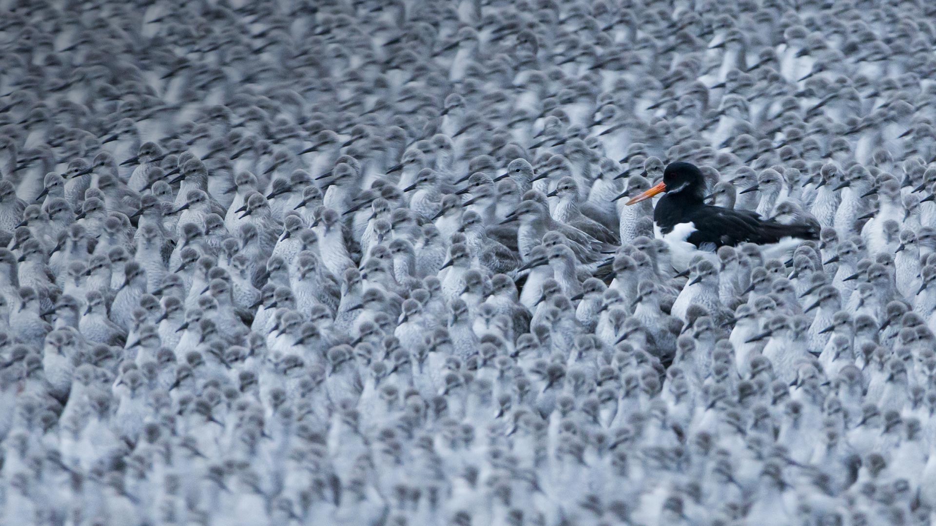 Eurasian Oystercatcher