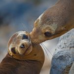 Floreana Island Sea Lion