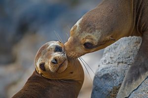 Floreana Island Sea Lion