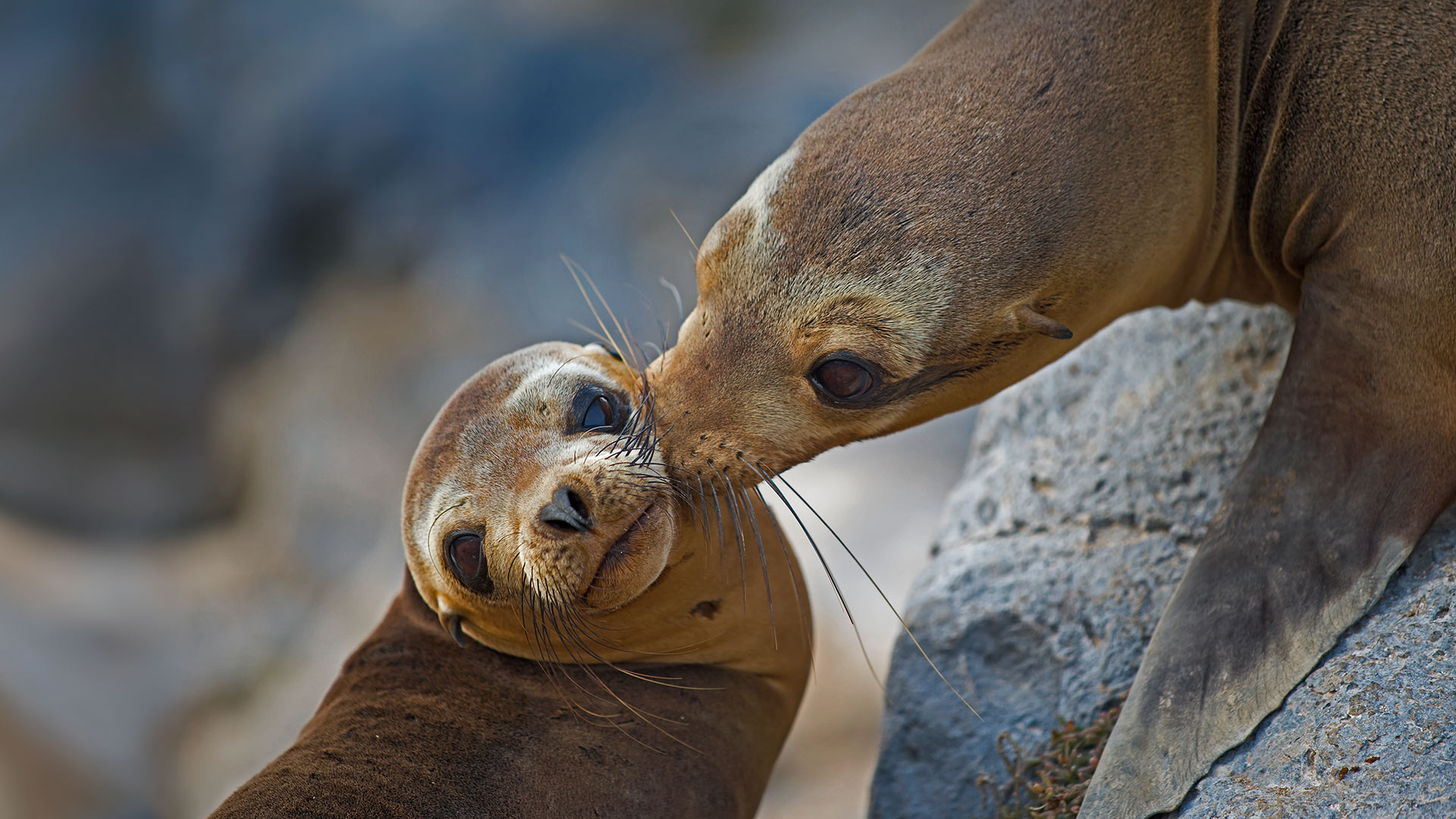 Floreana Island Sea Lion