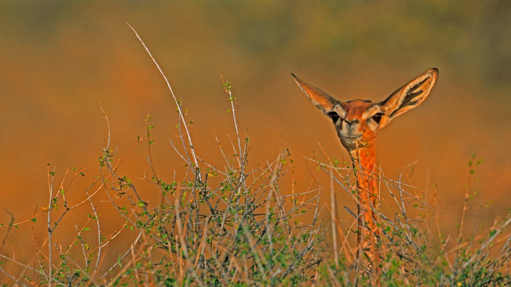 Gerenuk