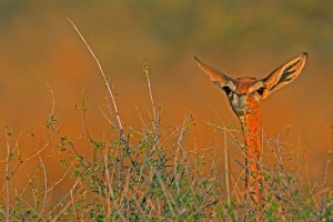 Gerenuk