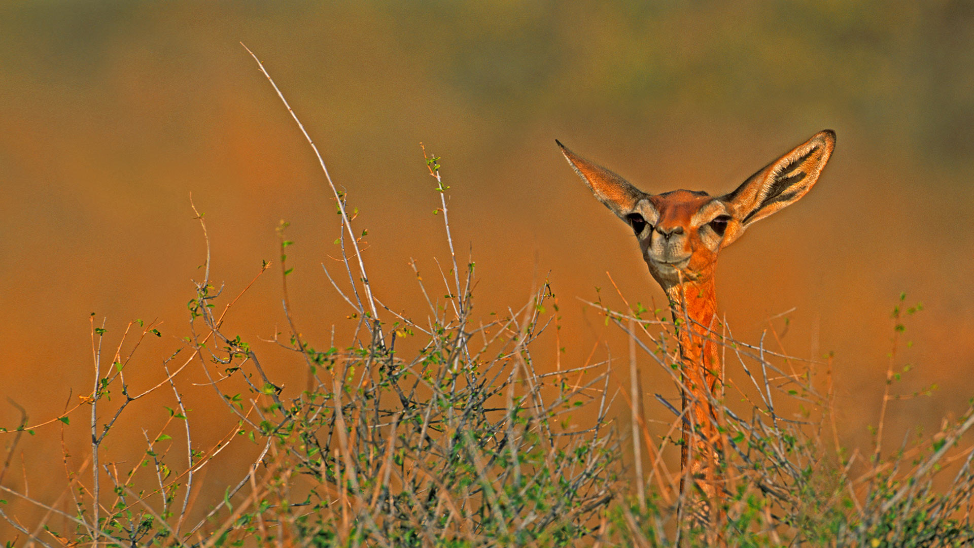 Gerenuk