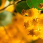 Golden Wattle Sprig