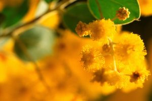 Golden Wattle Sprig