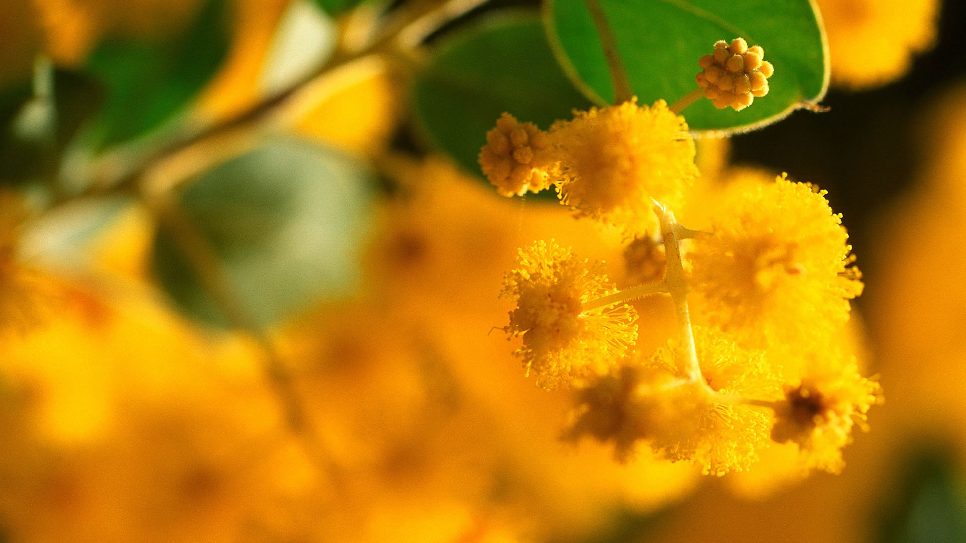 Golden Wattle Sprig