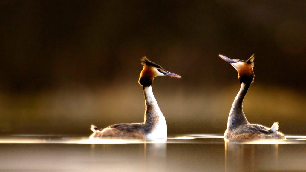 Great Crested Grebes