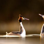 Great Crested Grebes