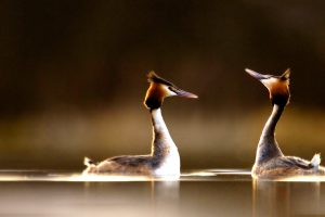 Great Crested Grebes