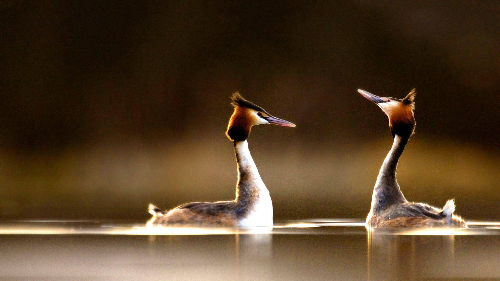 Great Crested Grebes