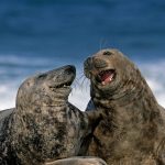 Grey Seals