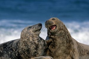 Grey Seals