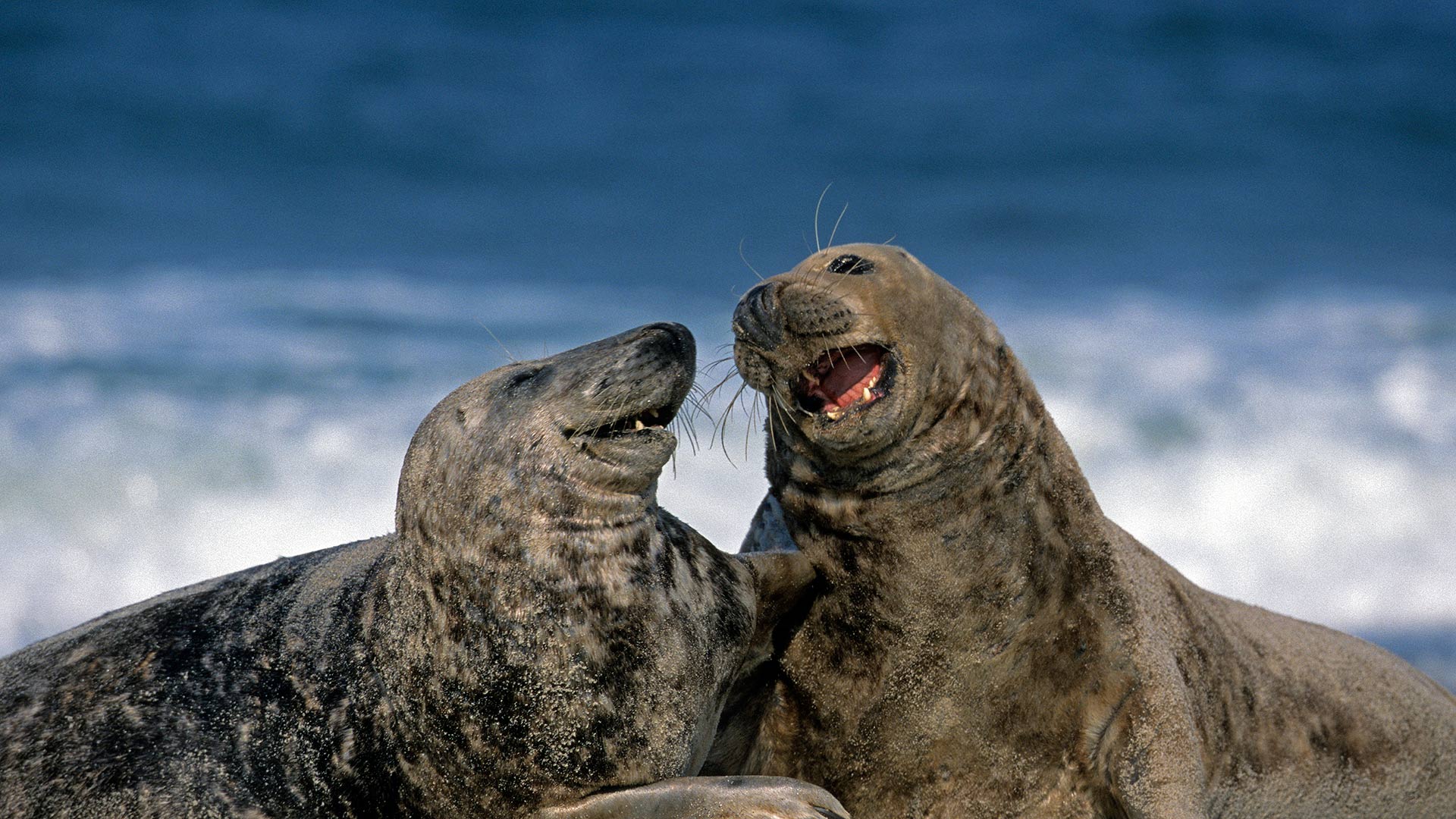 Grey Seals