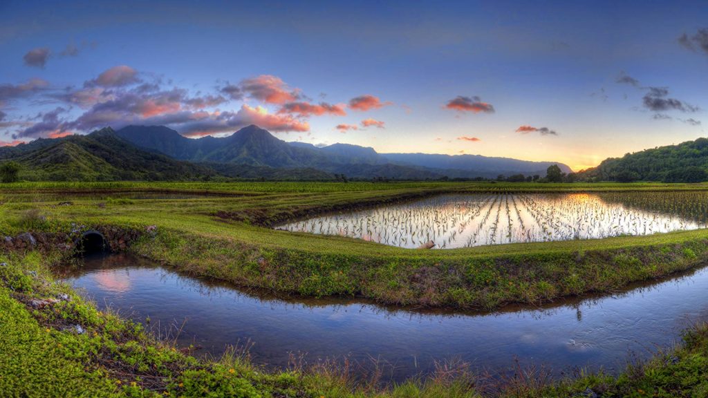 Hanalei Taro