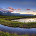 Hanalei Taro