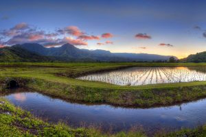 Hanalei Taro