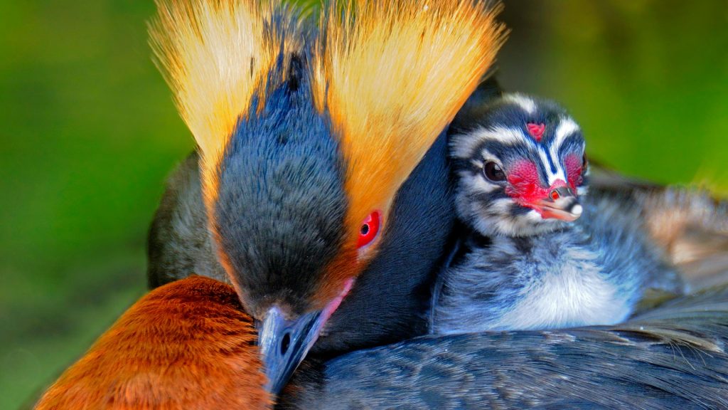 Horned Grebe