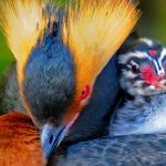 Horned Grebe