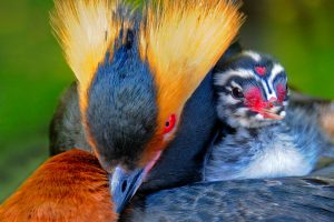 Horned Grebe