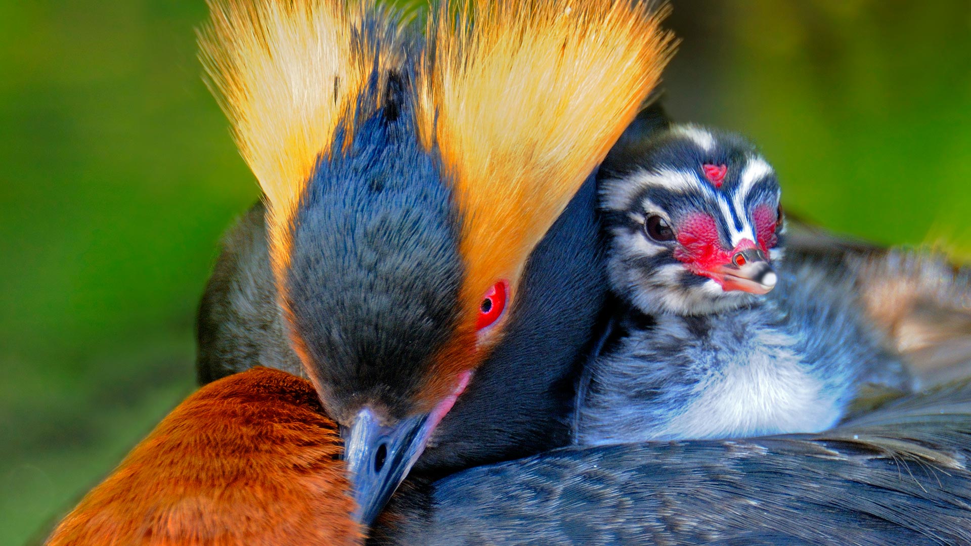 Horned Grebe