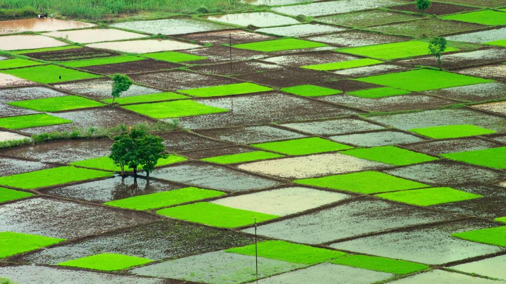 India Monsoon