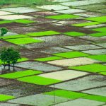 India Monsoon