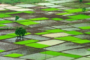 India Monsoon