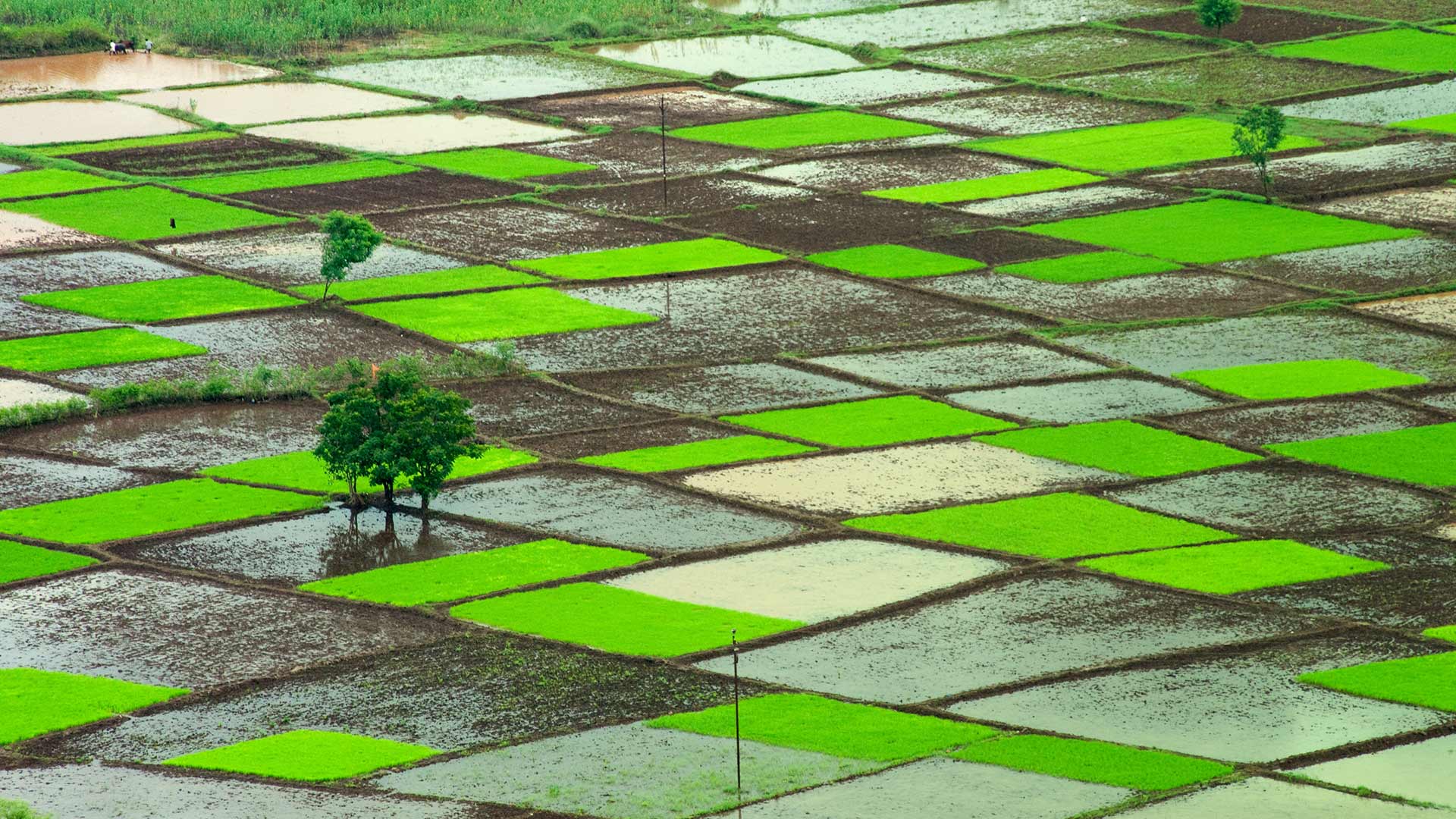 India Monsoon