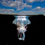 Ixtapa Jellyfish