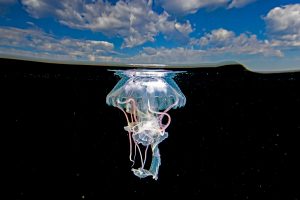 Ixtapa Jellyfish